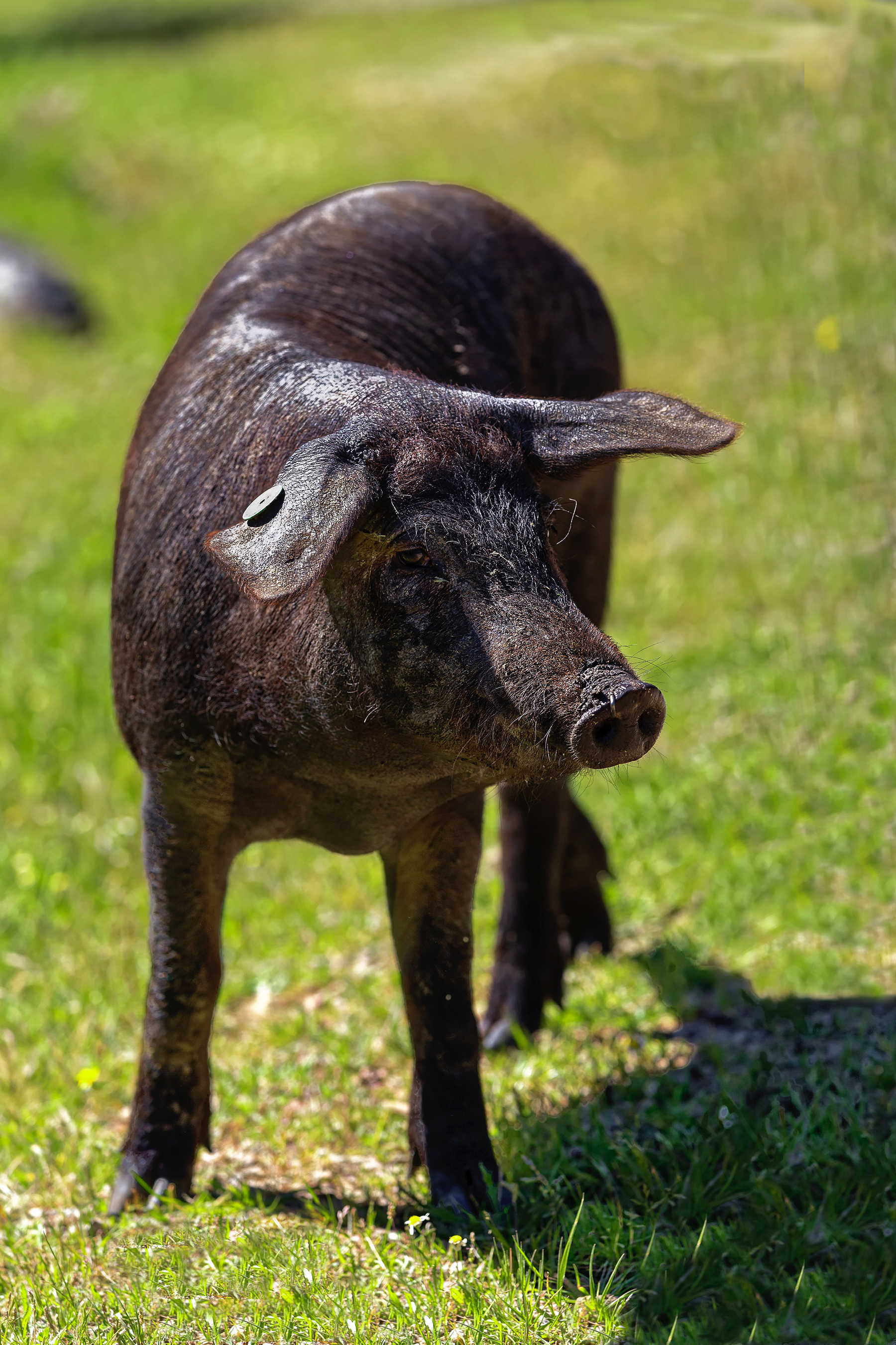 Aracena - Les glands sont la nourriture exclusive des cochons ibériques