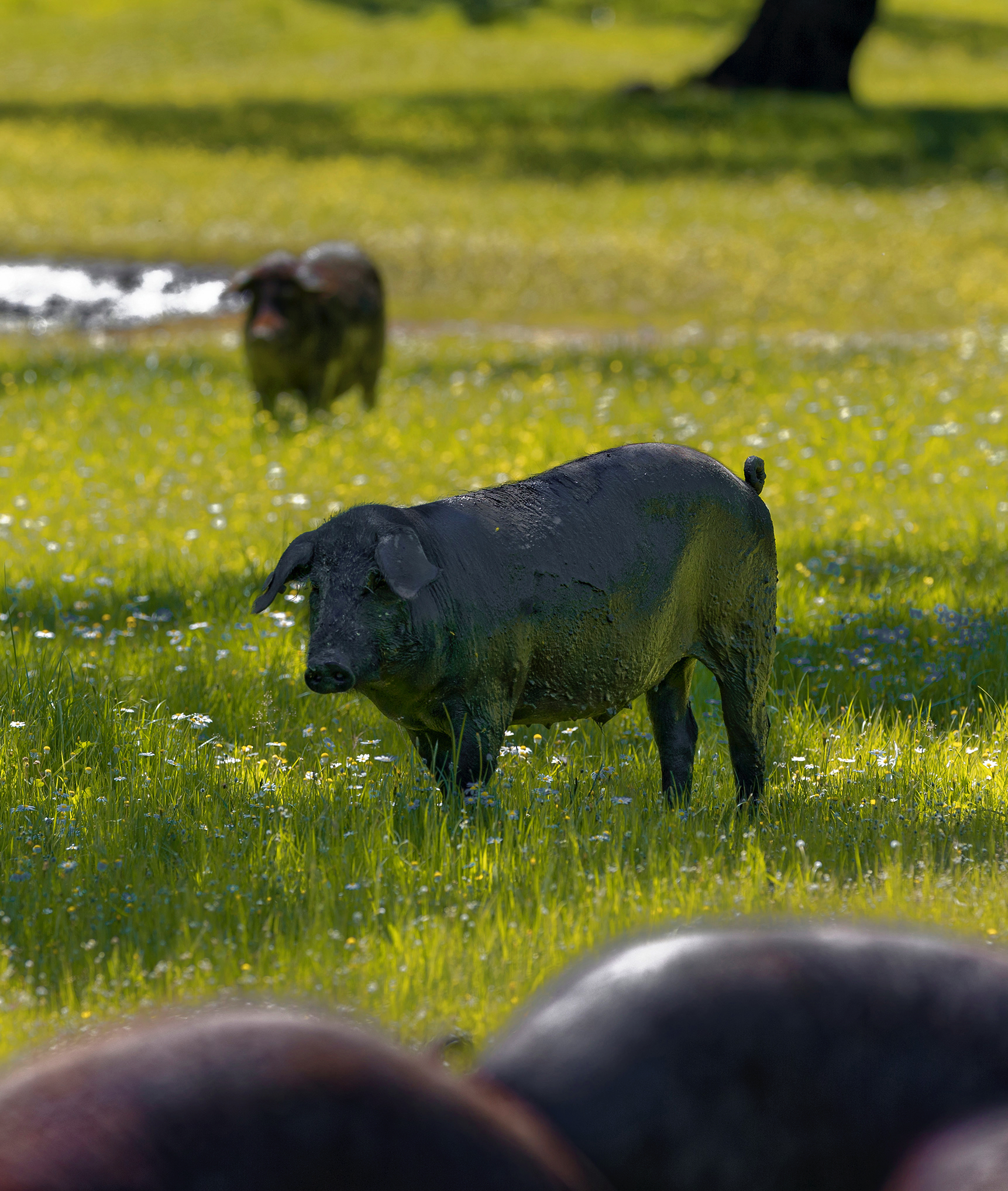 Aracena - Les glands sont la nourriture exclusive des cochons ibériques